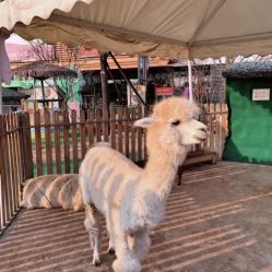 -萌宠亲子动物乐园(槐房万达店)