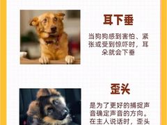 -翊宠yipet猫狗购宠庄园犬舍•猫舍