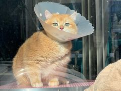 -北京观赏动物医院·24小时大型综合·猫专科·异宠专科