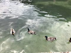 -柯尼希湖