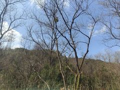 -西湖风景区-江洋畈生态公园