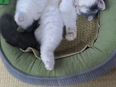 -艾吉宠物医院·疑难杂症转诊中心·猫友好(碧江路院)