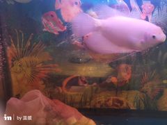 景观位-聪辉同安老美食饭店(大元路店)