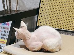 -琪喵猫屋·撸猫猫咖·猫舍