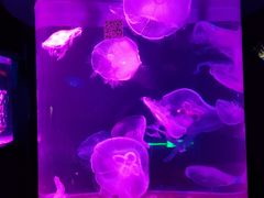 -欢乐海岸海洋奇梦馆