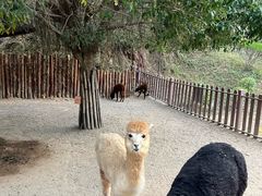 -泉州海丝野生动物世界