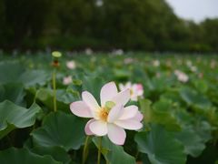 -莲花池公园