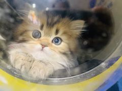 -太原东方动物医院(小店分院)