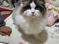 -爱洗澡的猫(望京店)