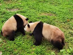 -卧龙中华大熊猫苑神树坪基地