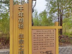 -金塔沙漠胡杨林景区