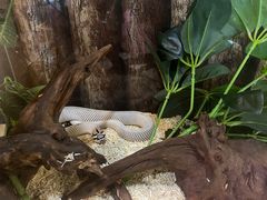-乌龙爬宠部落(信和购物广场店)