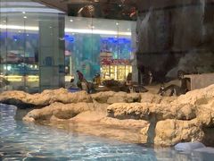 -帝企鹅自助餐厅•儿童岛•真企鹅(长隆企鹅酒店)