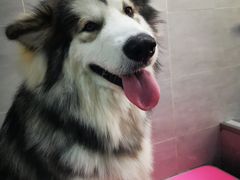 -宠福鑫康馨动物医院·骨科·眼科
