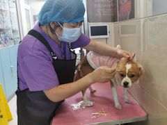 -北京观赏动物医院·24小时大型综合·猫专科·异宠专科