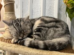 -共舞时光猫咖·狗咖(新街口店)