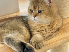 -有喵·猫咖·狗咖·30几只猫10只小狗(岗厦店)