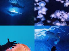 -太平洋海底世界