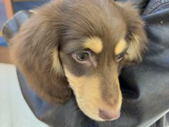 -FAELING PETS美天灵宠物(富力广场店)