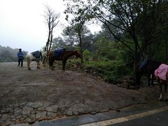 -铁山坪森林公园