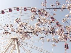 -顾村公园