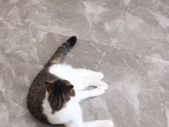 -猫力发电所·宠物专门店