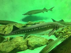 -太平洋海底世界