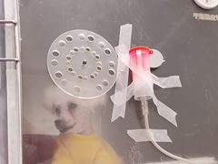 -北京观赏动物医院·24小时大型综合·猫专科·异宠专科