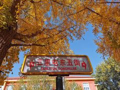 -三里屯东五街银杏大道