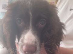 -瑞派福兴宠物医院犬猫全科·骨科·中西医结合(河东店)