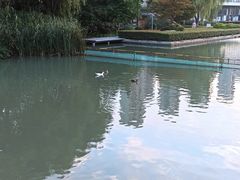-青枫公园