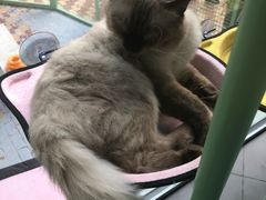大堂-有猫主题·治愈系猫咖(曾厝垵店)