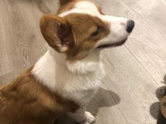 -浣熊柯尔鸭土拨鼠·电玩咖