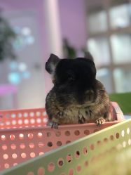 -Moni星球萌宠·小马宝莉·灵蛇·高端高阶全萌宠互动体验俱乐部(红豆国际广场店)