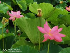 -荷塘月色湿地公园·向阳花洲