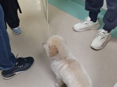 -动物缘宠物医院·骨科·猫科(西二环店)