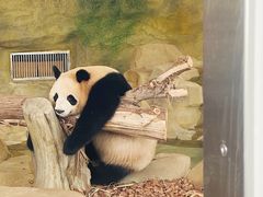 -成都大熊猫繁育研究基地