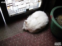 懒猫-永兴餐厅(复兴中路店)