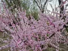 -大兴滨河森林公园