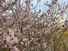 -北京西山国家森林公园