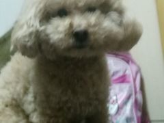 -北京观赏动物医院·24小时大型综合·猫专科·异宠专科