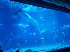 -烟台海昌鲸鲨海洋公园