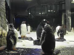 -悉尼海洋生物水族馆