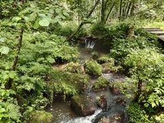 -五营红松林海景区