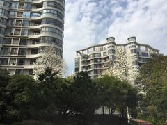 -新湖明珠城
