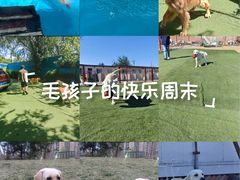 -宠物寄养训练学校