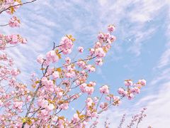 -高东镇樱花园