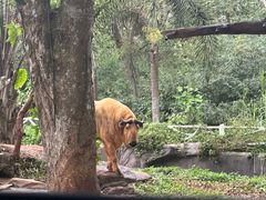 -海南热带野生动植物园