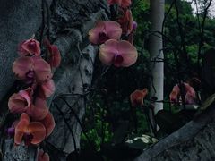 -云溪植物园
