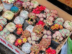 -循礼门鲜花花市(武汉循礼门店)